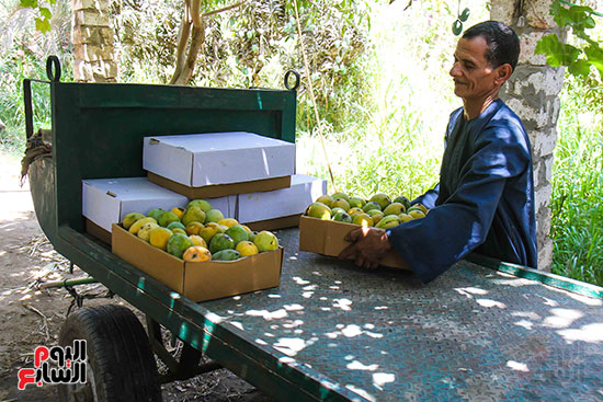 نقل المانجو خارج المزرعه