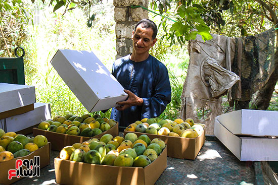 صناديق المانجو فى طريقها للمستهلك