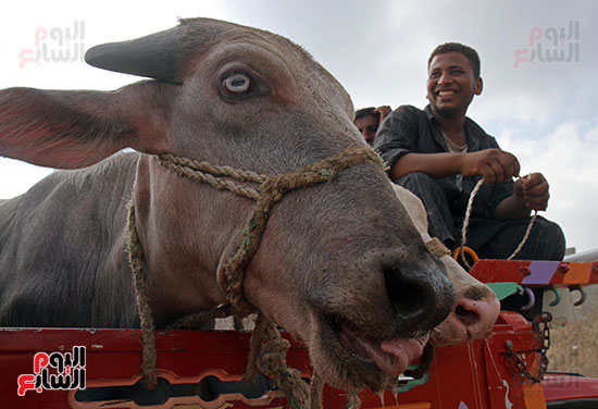 سوق بنها العمومى لبيع الماشية بكفر سعد (18)
