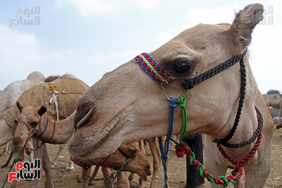 سوق بنها العمومى لبيع الماشية بكفر سعد (37)