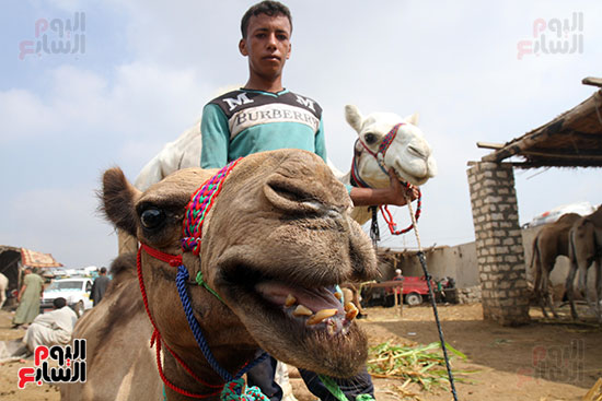 سوق بنها العمومى لبيع الماشية بكفر سعد (29)
