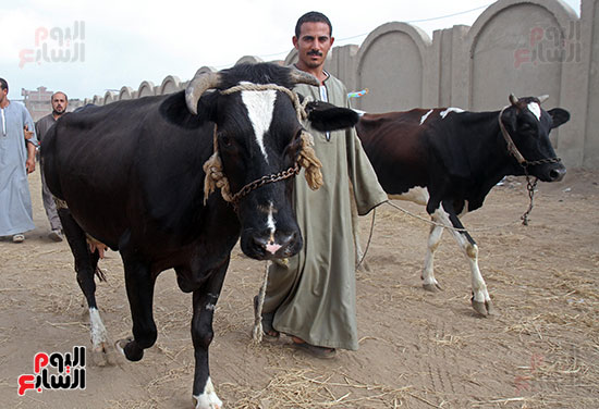 سوق بنها العمومى لبيع الماشية بكفر سعد (1)