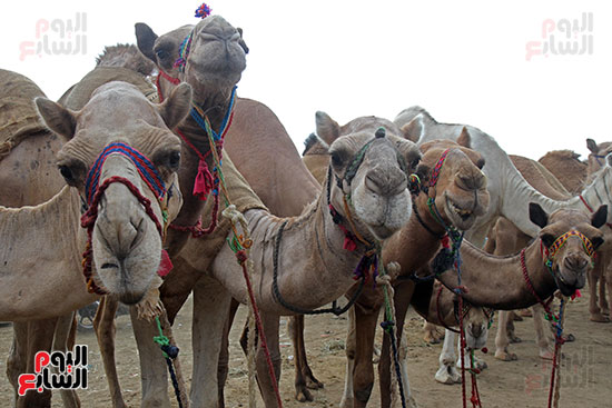 سوق بنها العمومى لبيع الماشية بكفر سعد (36)
