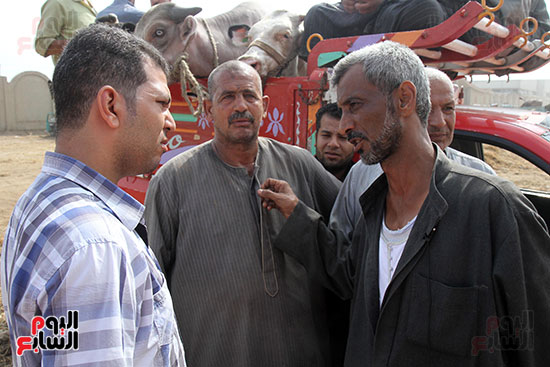 سوق بنها العمومى لبيع الماشية بكفر سعد (17)