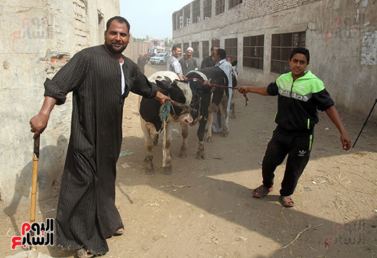 سوق بنها العمومى لبيع الماشية بكفر سعد (19)