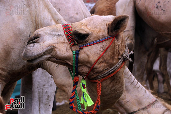سوق بنها العمومى لبيع الماشية بكفر سعد (33)