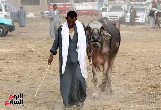 سوق بنها العمومى لبيع الماشية بكفر سعد (5)