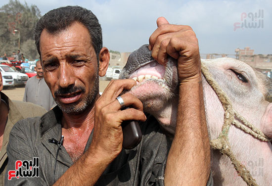 سوق بنها العمومى لبيع الماشية بكفر سعد (11)