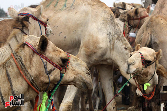 سوق بنها العمومى لبيع الماشية بكفر سعد (34)