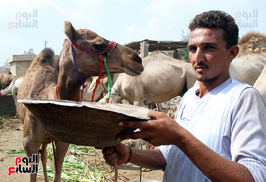سوق بنها العمومى لبيع الماشية بكفر سعد (25)