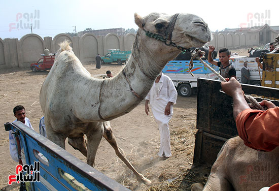 سوق بنها العمومى لبيع الماشية بكفر سعد (14)