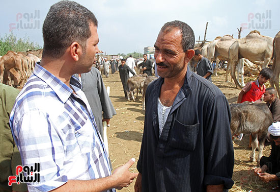سوق بنها العمومى لبيع الماشية بكفر سعد (22)