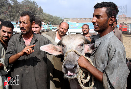 سوق بنها العمومى لبيع الماشية بكفر سعد (10)