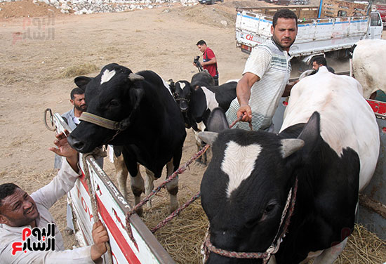 سوق بنها العمومى لبيع الماشية بكفر سعد (2)