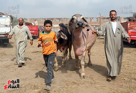 سوق بنها العمومى لبيع الماشية بكفر سعد (12)