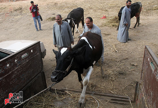 سوق بنها العمومى لبيع الماشية بكفر سعد (4)