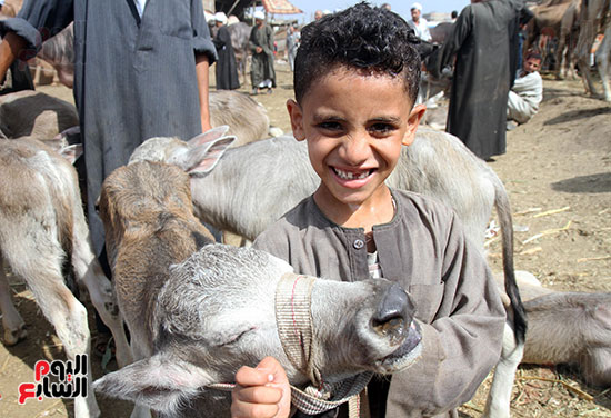 سوق بنها العمومى لبيع الماشية بكفر سعد (24)