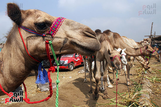 سوق بنها العمومى لبيع الماشية بكفر سعد (27)
