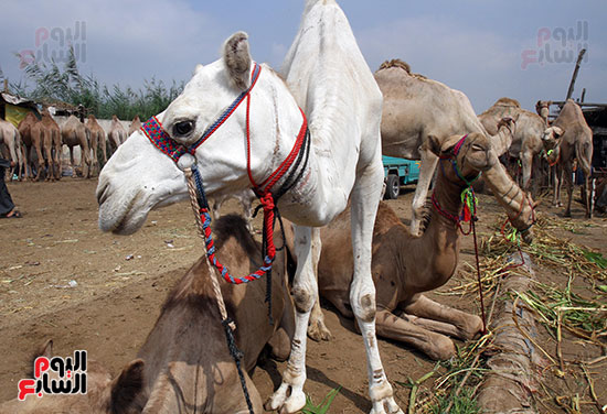 سوق بنها العمومى لبيع الماشية بكفر سعد (32)