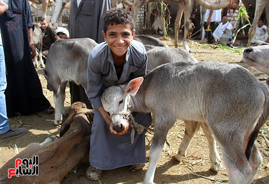 سوق بنها العمومى لبيع الماشية بكفر سعد (21)