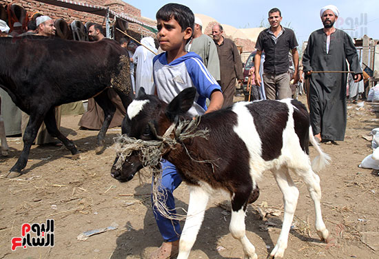 سوق بنها العمومى لبيع الماشية بكفر سعد (20)