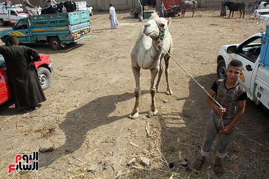 سوق بنها العمومى لبيع الماشية بكفر سعد (13)