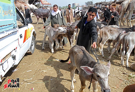سوق بنها العمومى لبيع الماشية بكفر سعد (23)