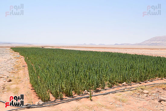 مزارع المخدرات