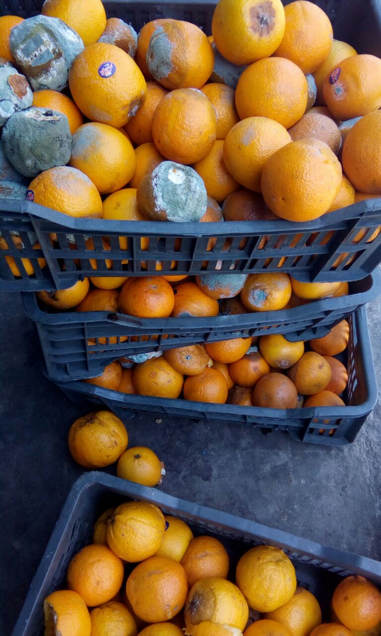 البرتقال الفاسد