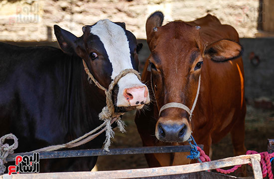 الأضاحى  المدبح عيد الاضحى (17)