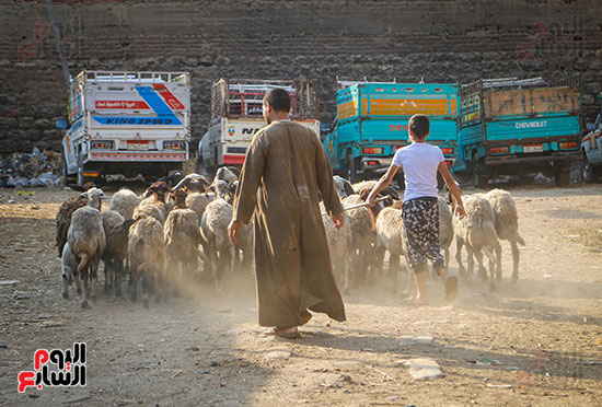 الأضاحى  المدبح عيد الاضحى (11)