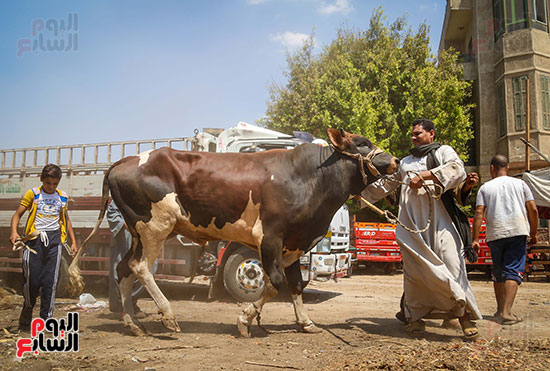 الأضاحى  المدبح عيد الاضحى (1)