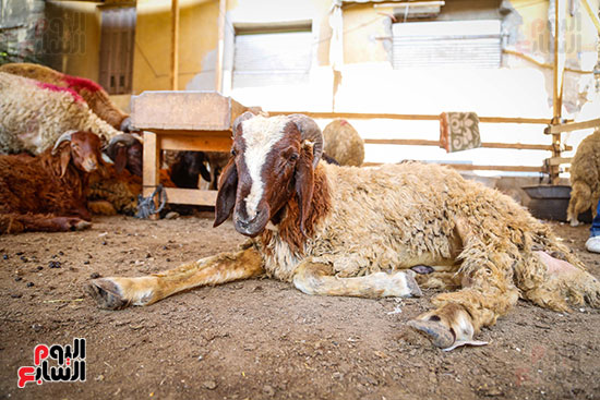 الأضاحى  المدبح عيد الاضحى (4)