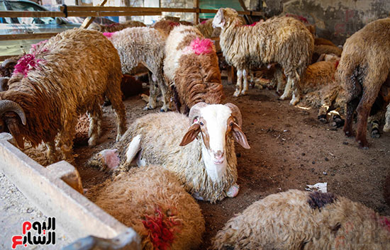 الأضاحى  المدبح عيد الاضحى (2)