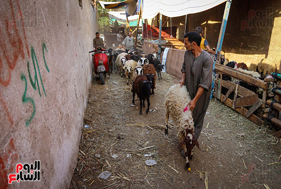 الأضاحى  المدبح عيد الاضحى (13)