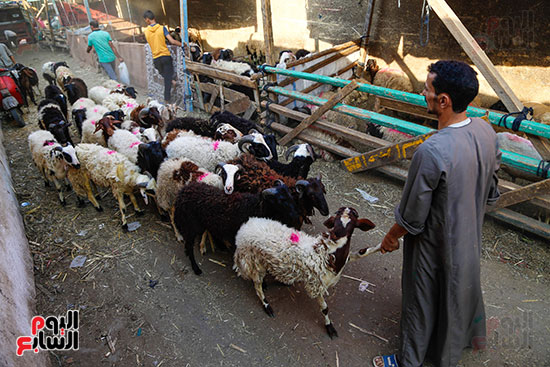 الأضاحى  المدبح عيد الاضحى (14)