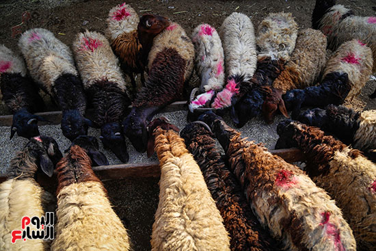 الأضاحى  المدبح عيد الاضحى (10)