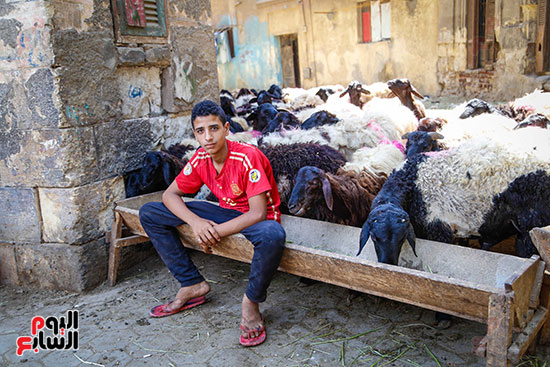 الأضاحى  المدبح عيد الاضحى (9)