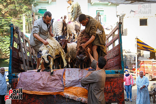 الأضاحى  المدبح عيد الاضحى (12)