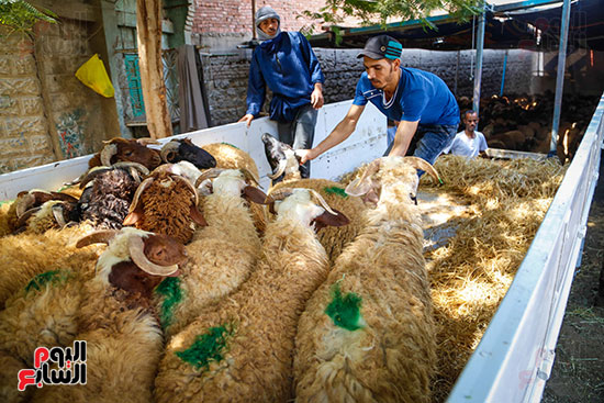 الأضاحى  المدبح عيد الاضحى (8)