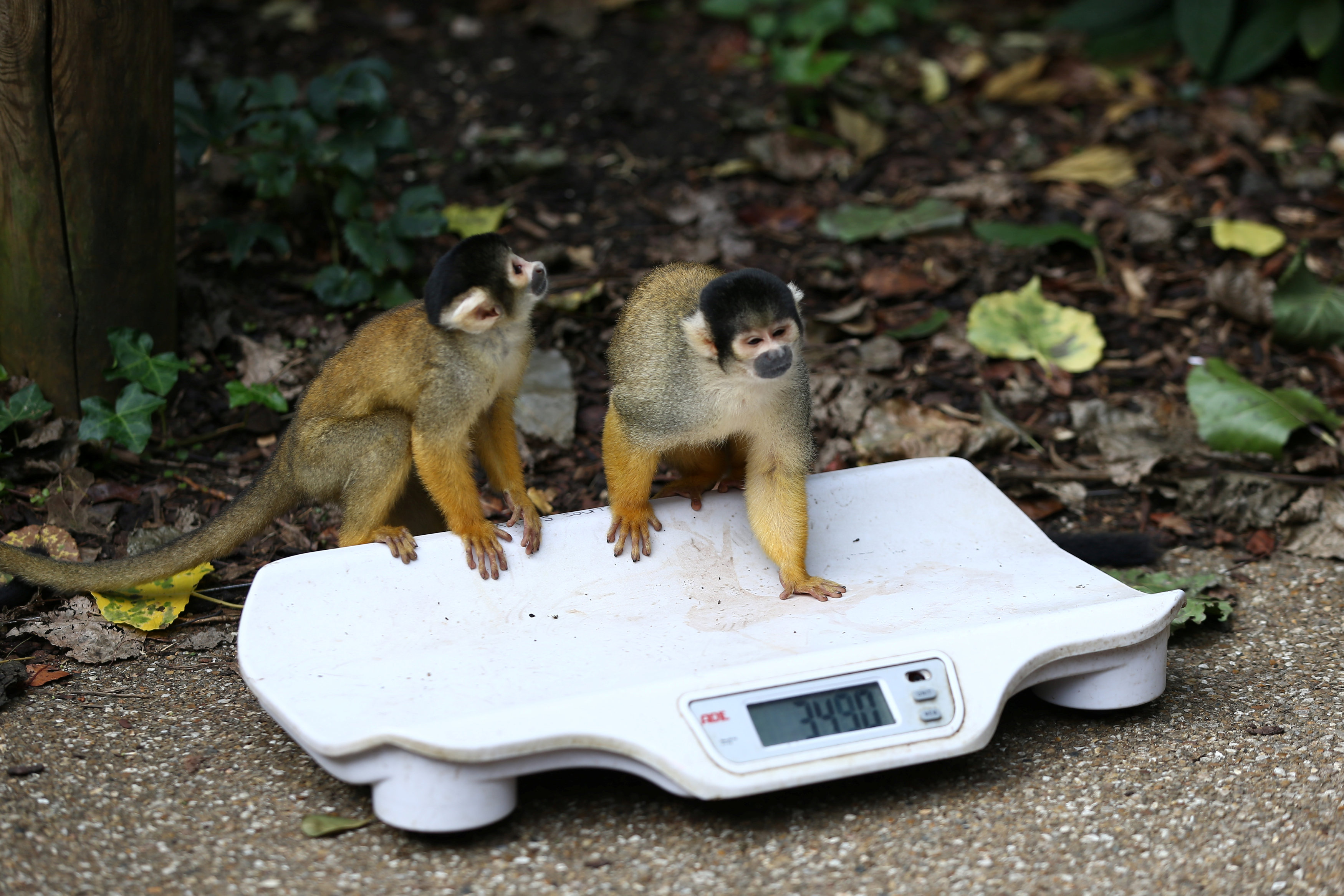 قياس وزن الحيوانات
