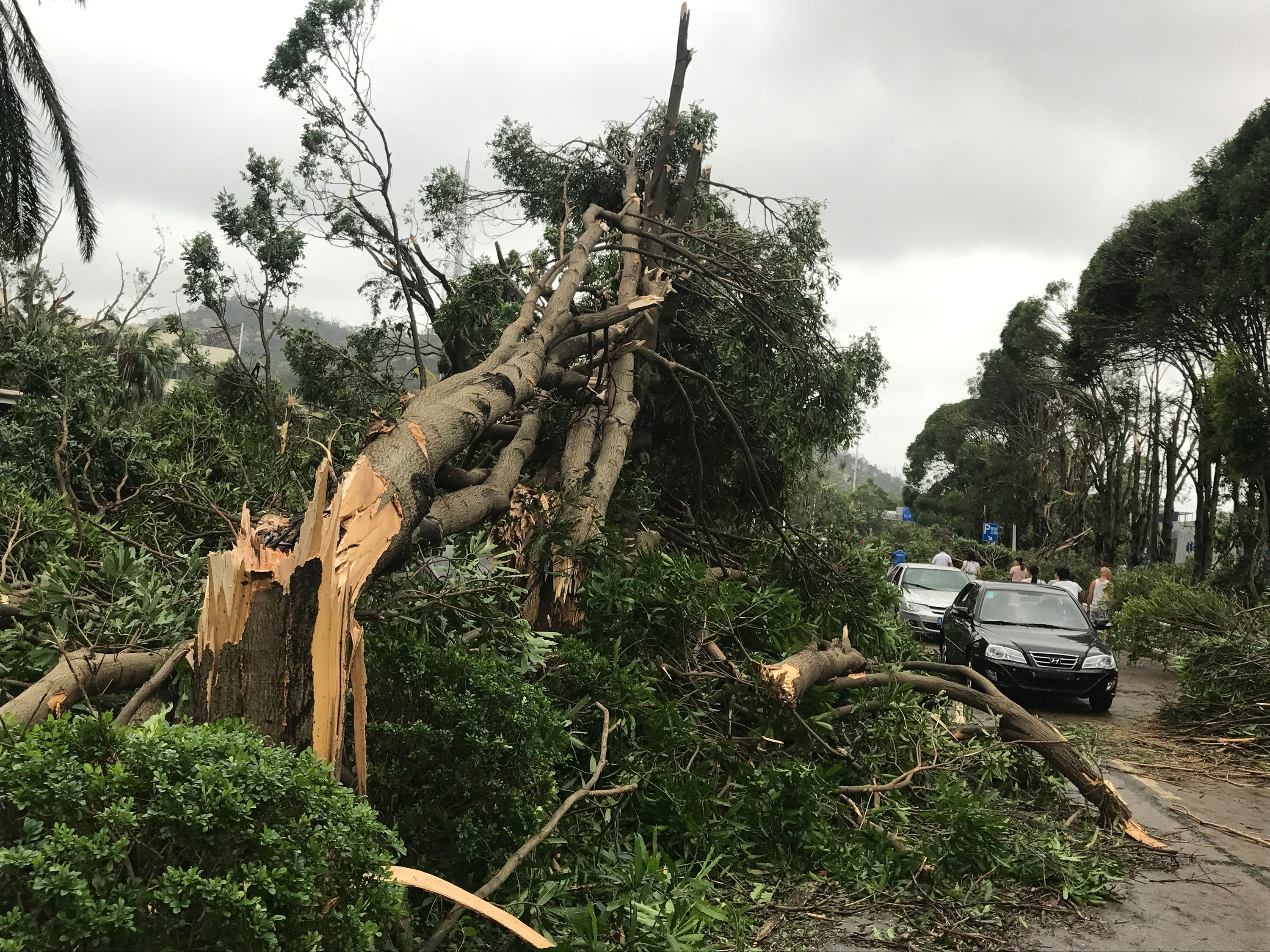 سقوط عدد من الاشجار نتيجة لاعصار هاتو