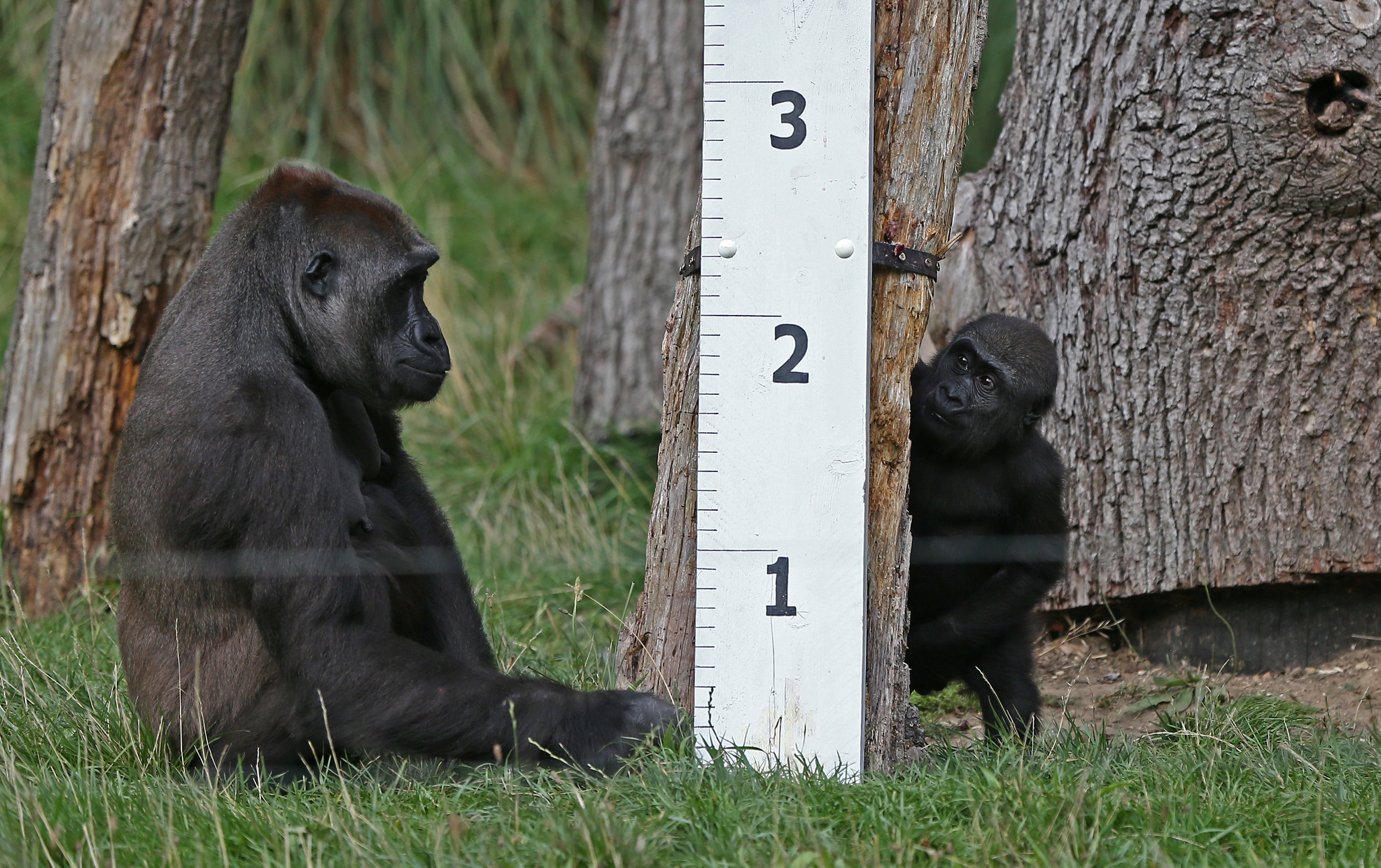 قياس طول القردة