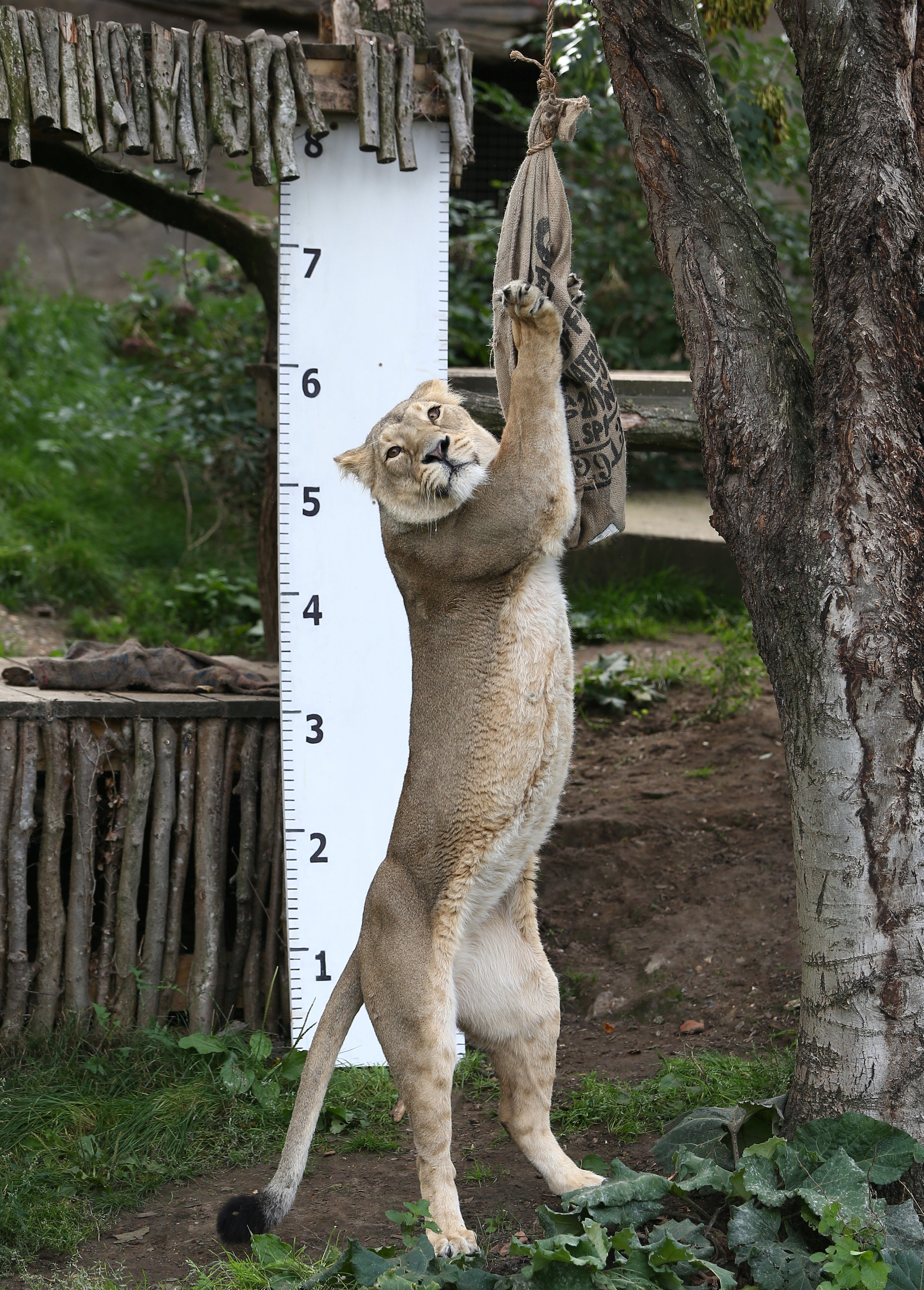 قياس طول أسد فى حديقة حيوان