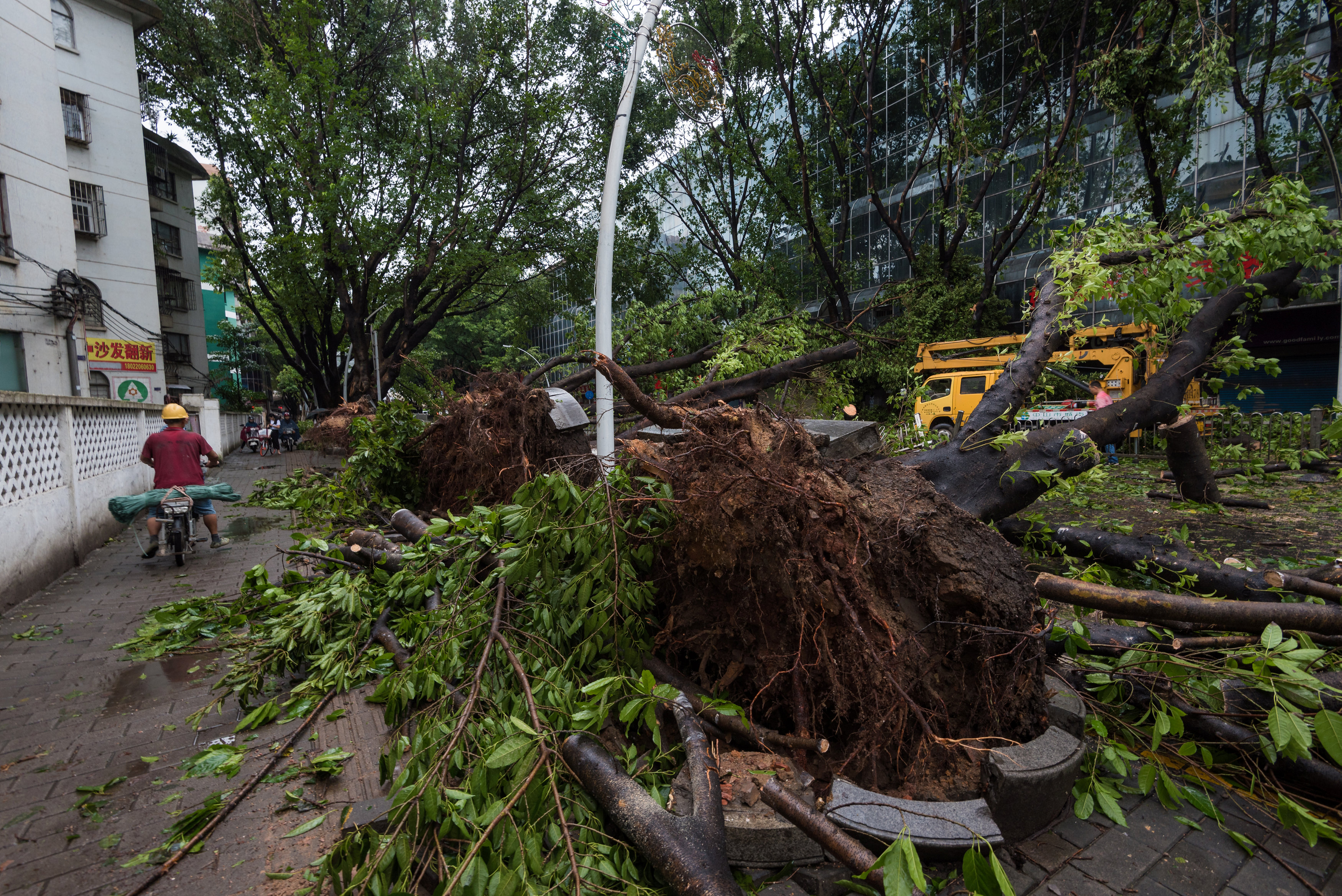 اعصار هاتو يقتلع الأشجار من جذورها فى الصين