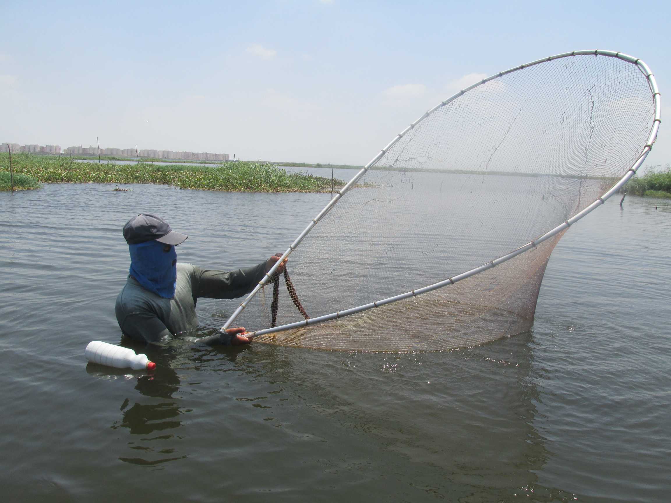 الصياد يرفع غزل الشلب أملا فى الصيد