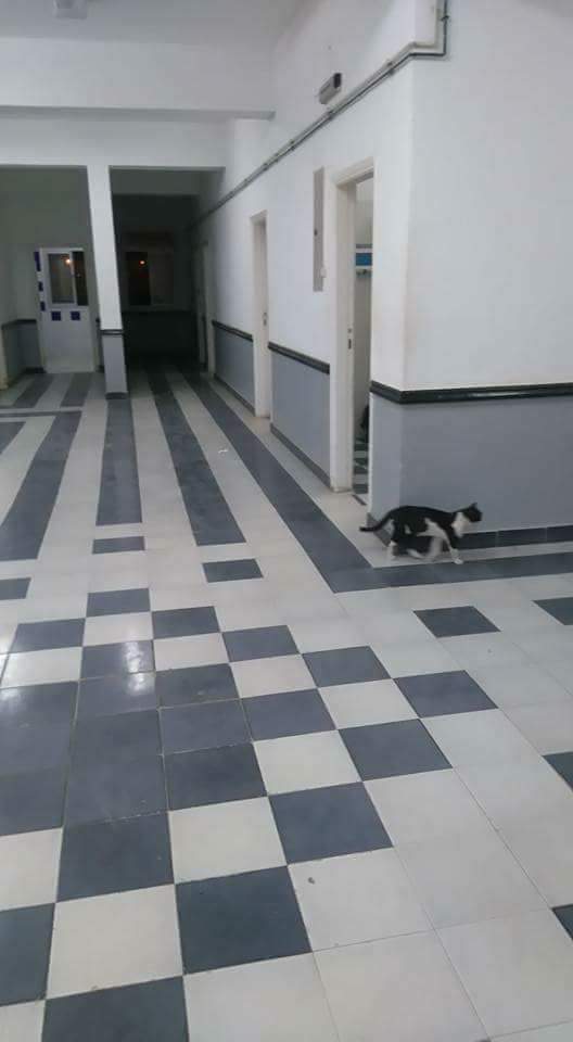 القطط تتجول بحرية فى المستشفى