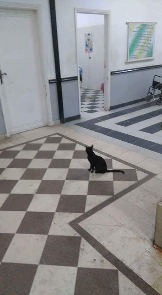القطط فى انتظار الأطباء