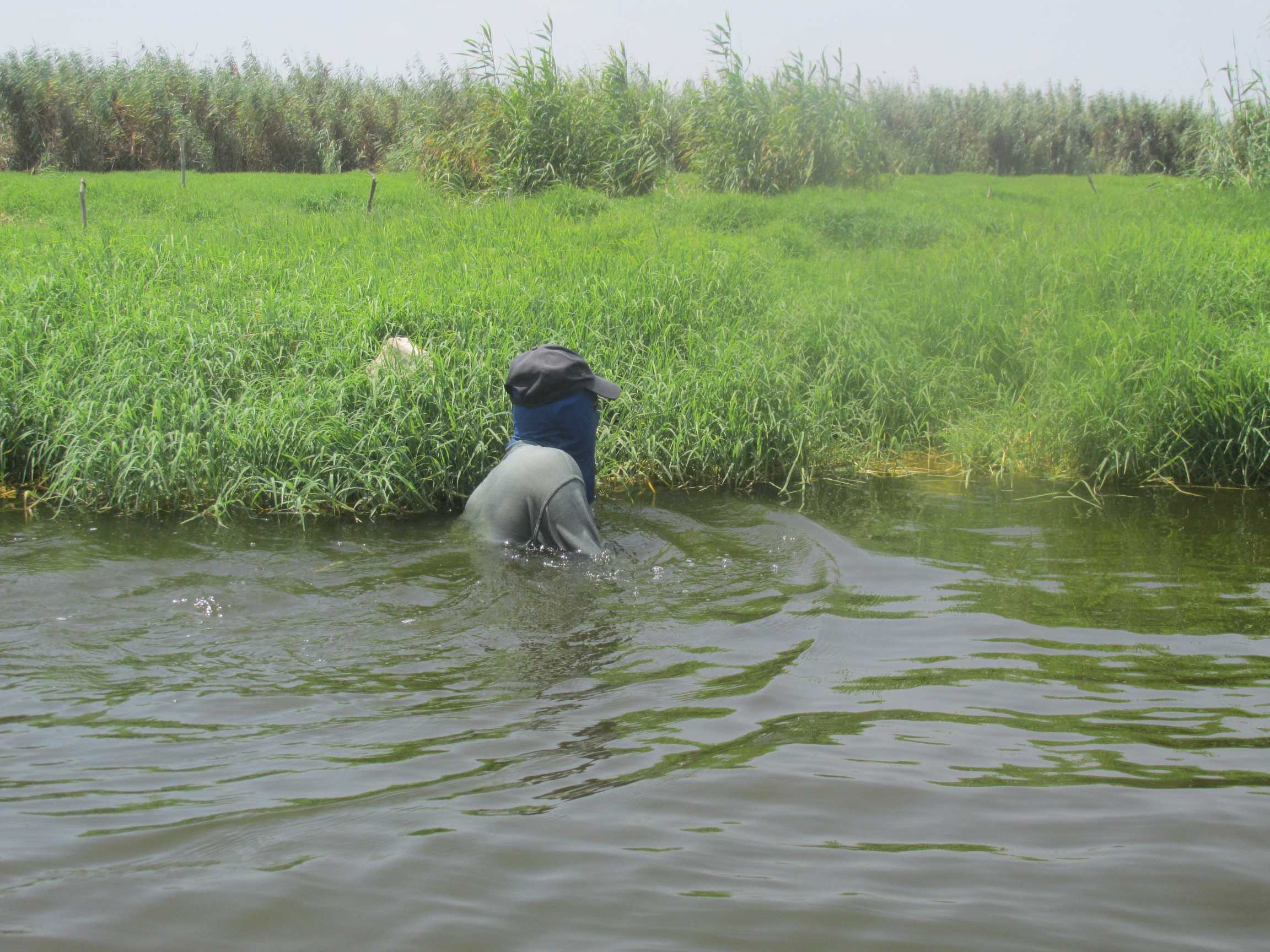 صياد يبحث عن أسماك البلطى وسط ورد النيل ببحيرة المنزلة .