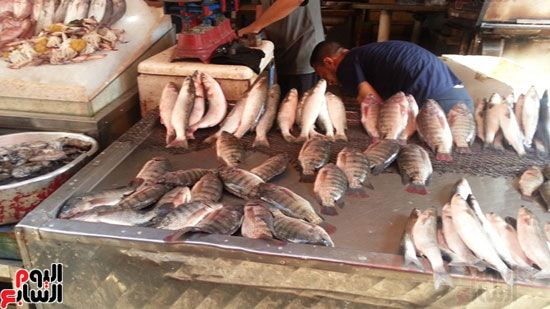 سوق-أبو-قير-للأسماك-بالإسكندرية-(6)